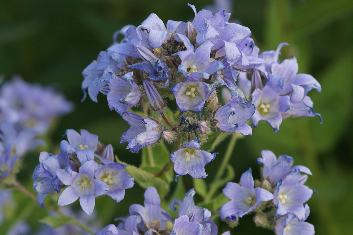 Campanula lactiflora 'Prichard'