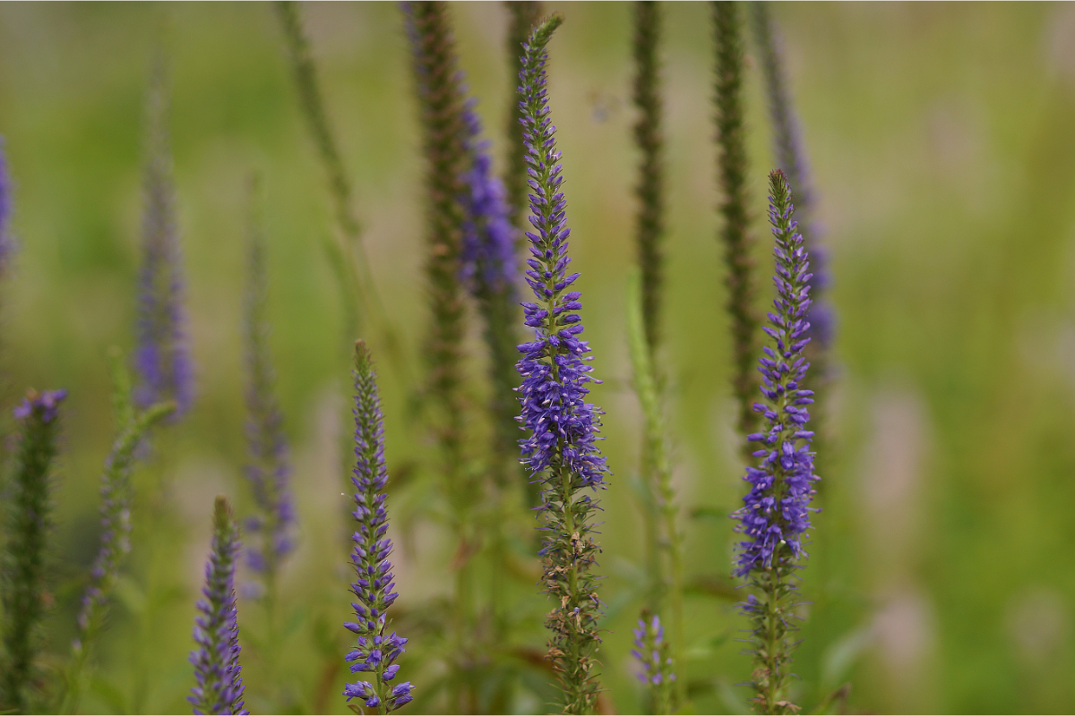 Veronica longifolia 'Blauriesin' - Langblättriger Ehrenpreis