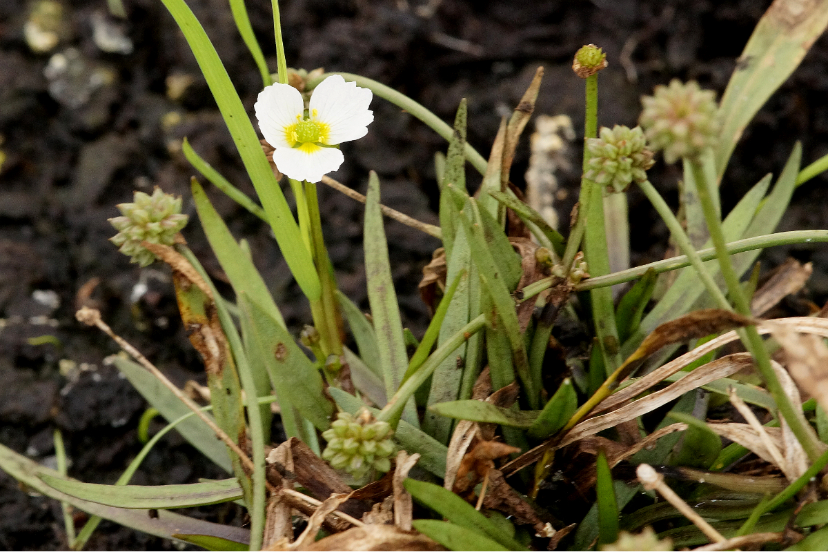 Baldellia ranunculoides