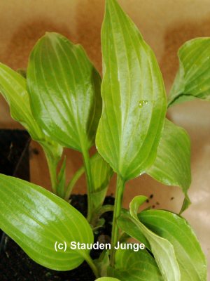 Hosta lancifolia