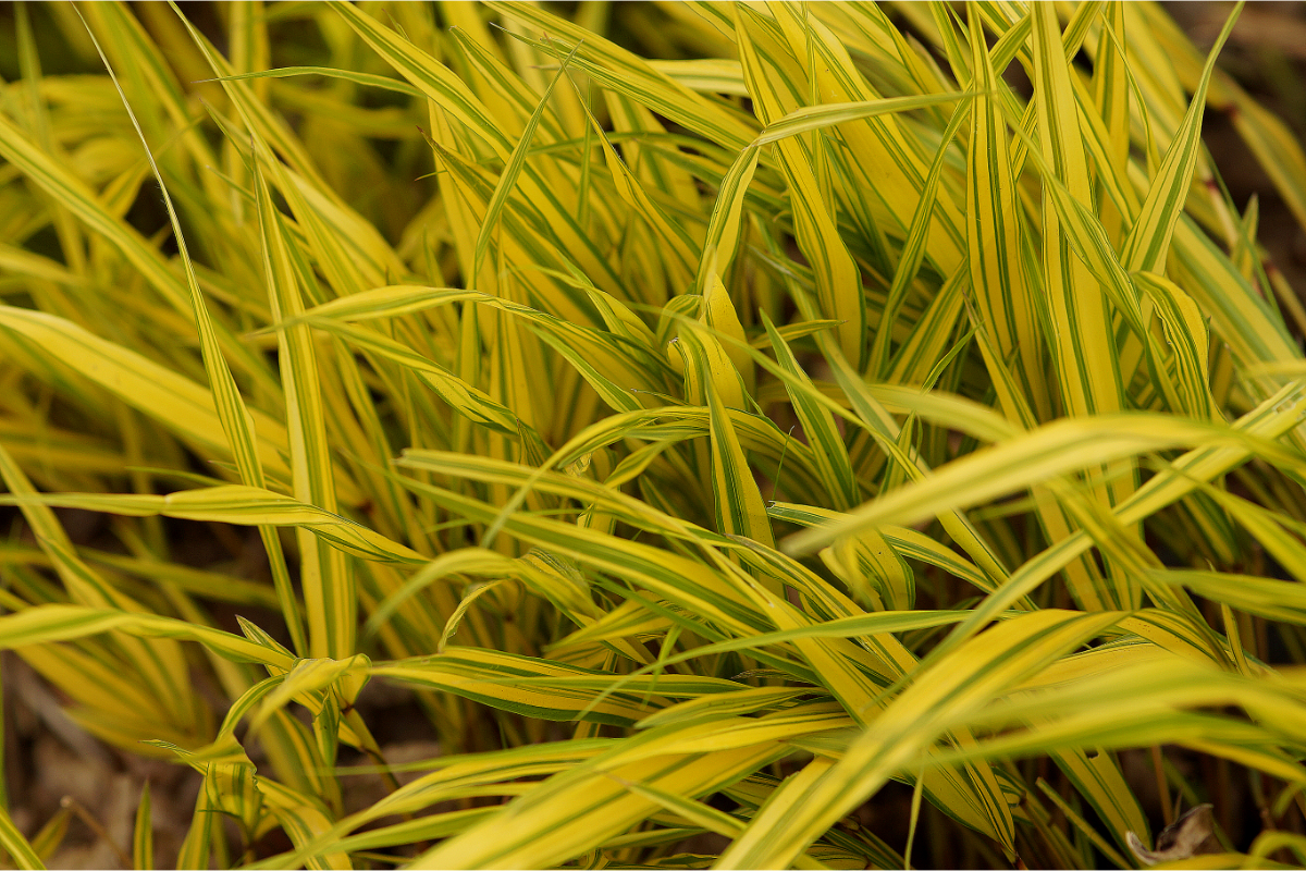 Hakonechloa macra 'Aureola' - Japanwaldgras, Japanisches Berggras