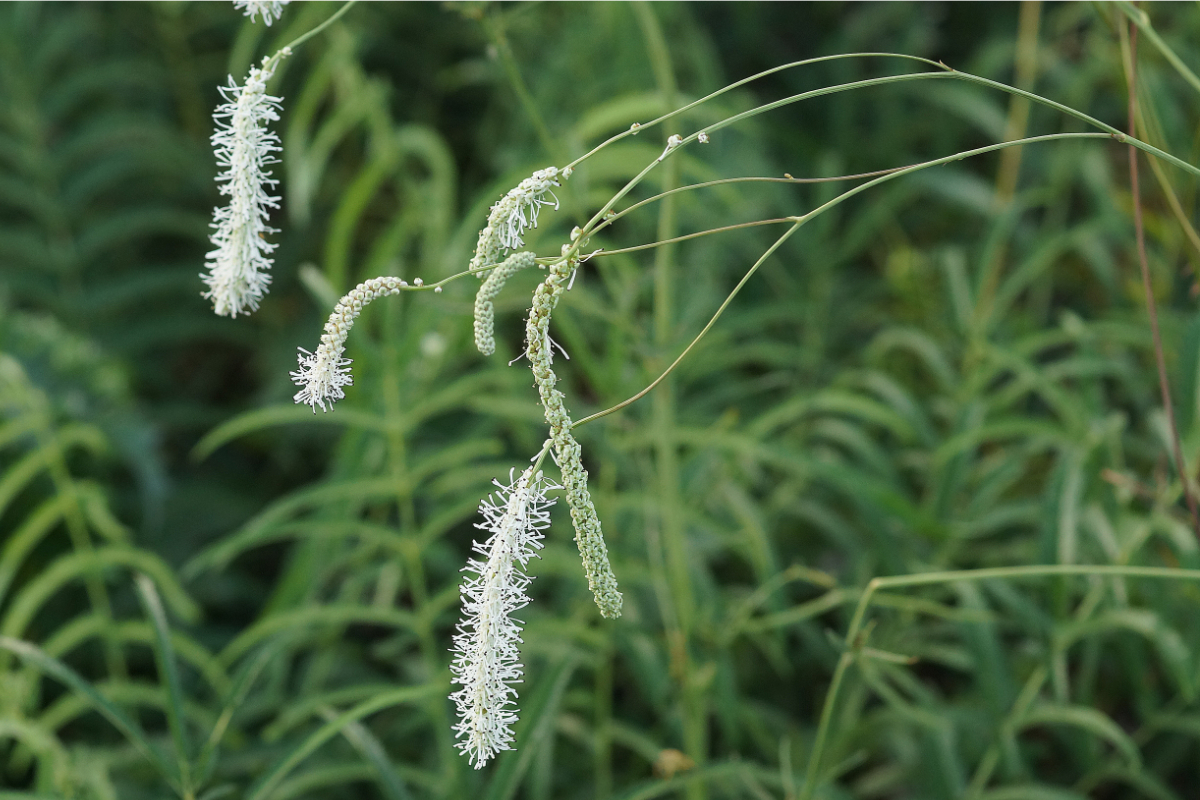 Sanguisorba tenuifolia 'Alba' - Wiesenknopf
