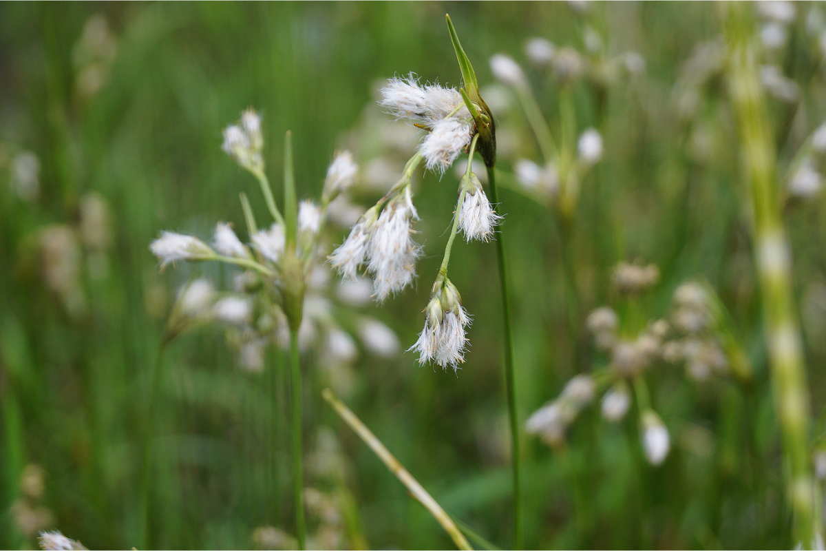 Eriophorum latifolium