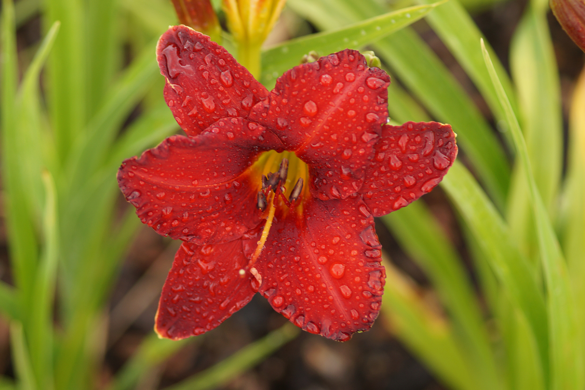 Hemerocallis Hybride 'Chicago Apache' - Taglilie