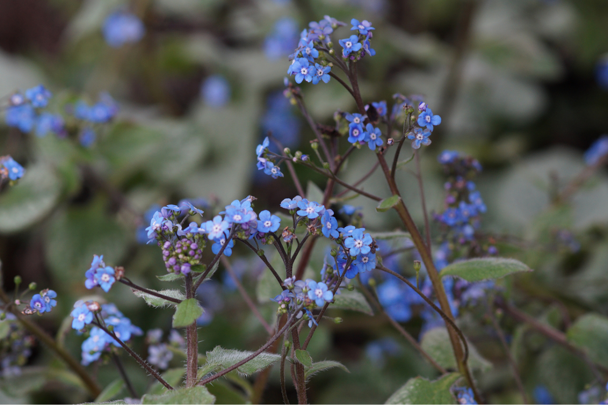 Brunnera macrophylla 'Jack Frost' (R)