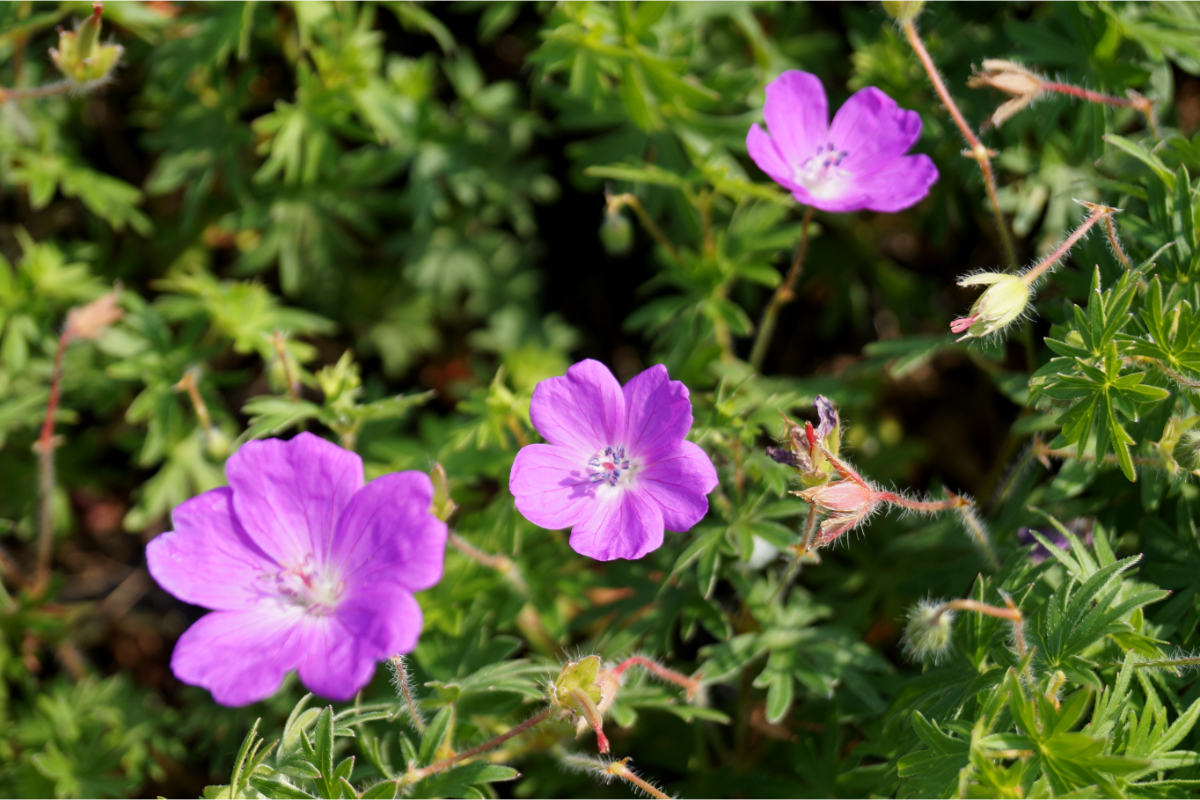 Geranium sanguineum
