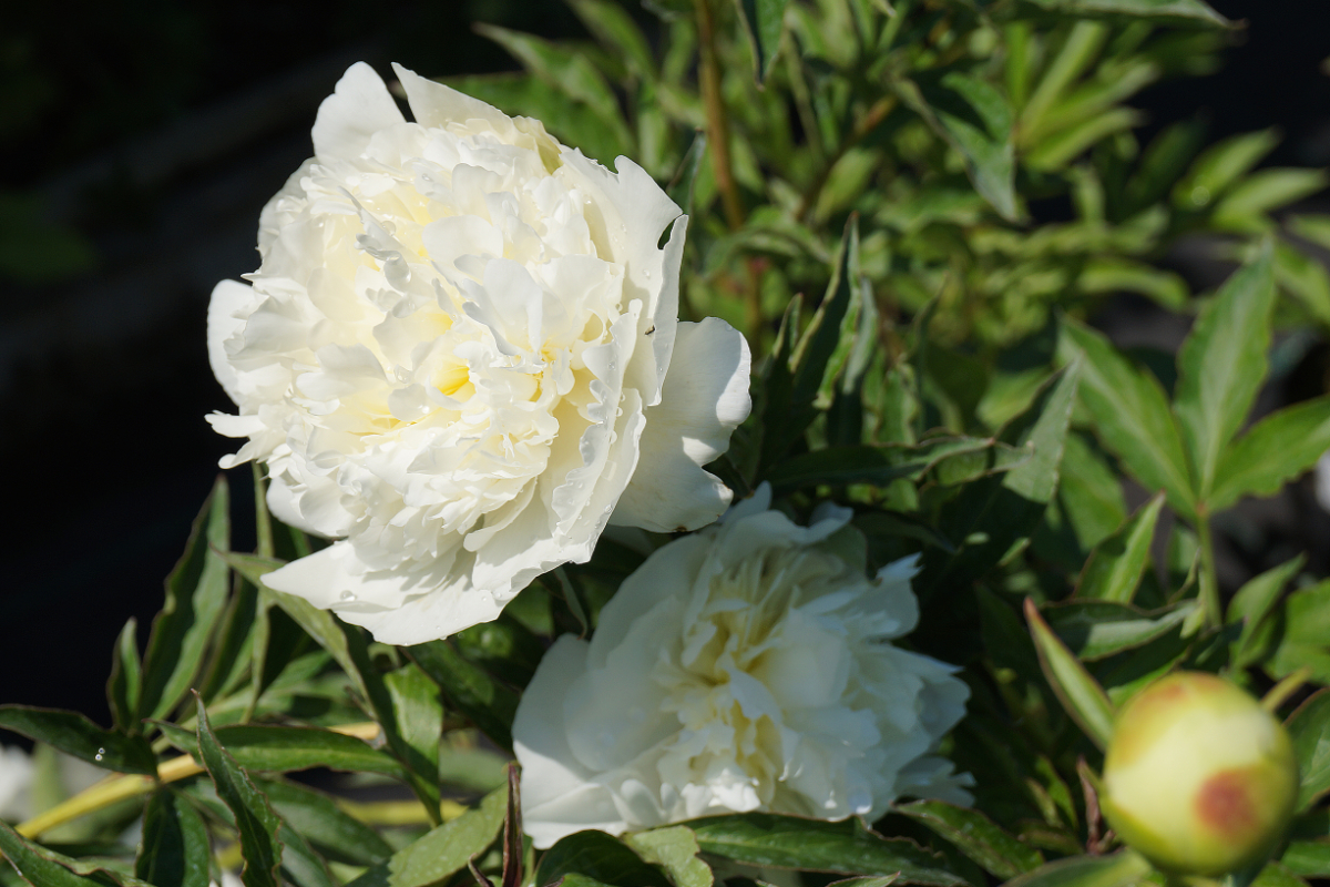 Paeonia Lactiflora-Hybr. 'Duchesse de Nemours'