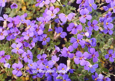 Aubrieta Hybride 'Blaumeise' - Blaukissen
