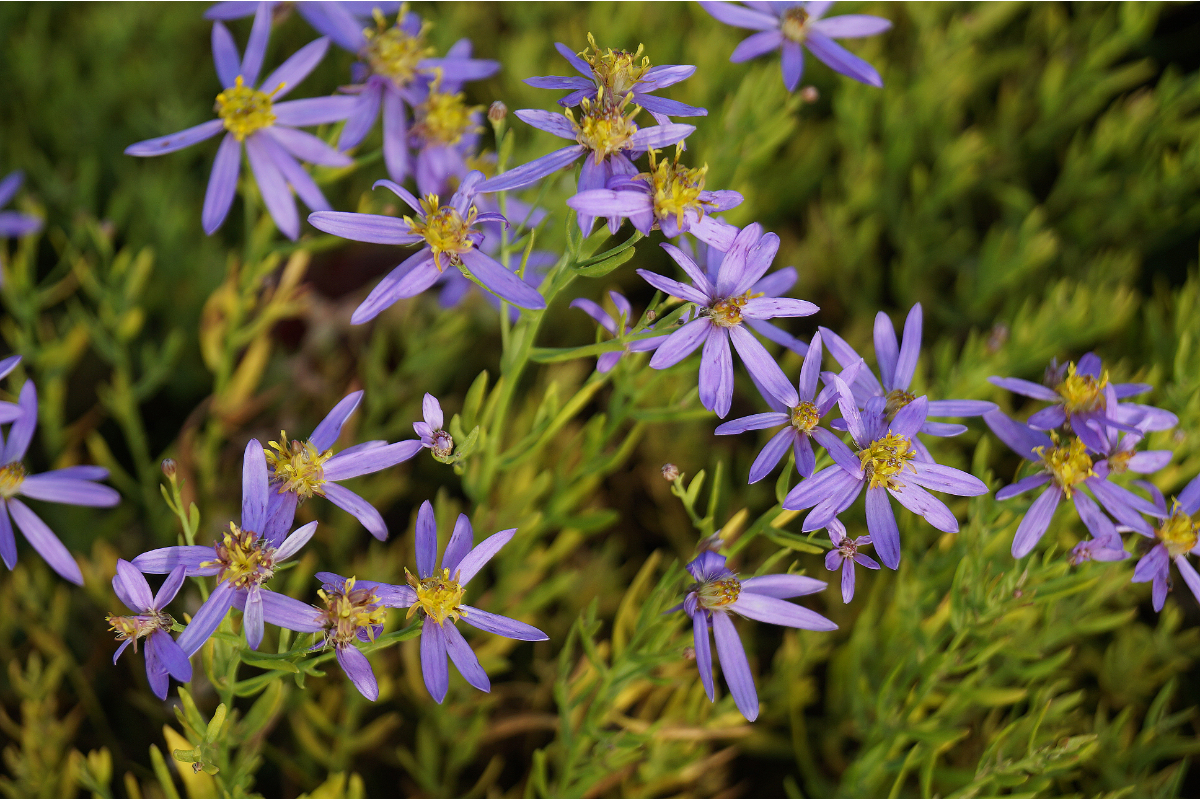 Aster sedifolius 'Nanus' - Niedrige Ödland-Aster