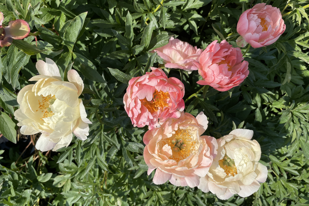 Paeonia Hybride 'Coral Sunset'