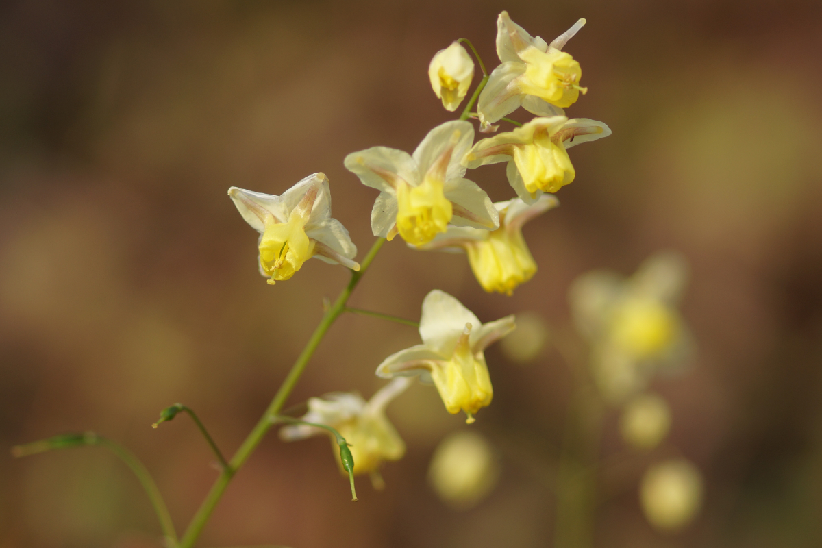 Epimedium x versicolor 'Sulphureum'