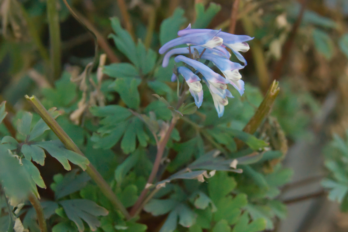 Corydalis flexuosa 'Purple Leaf' - Blauer Lerchensporn