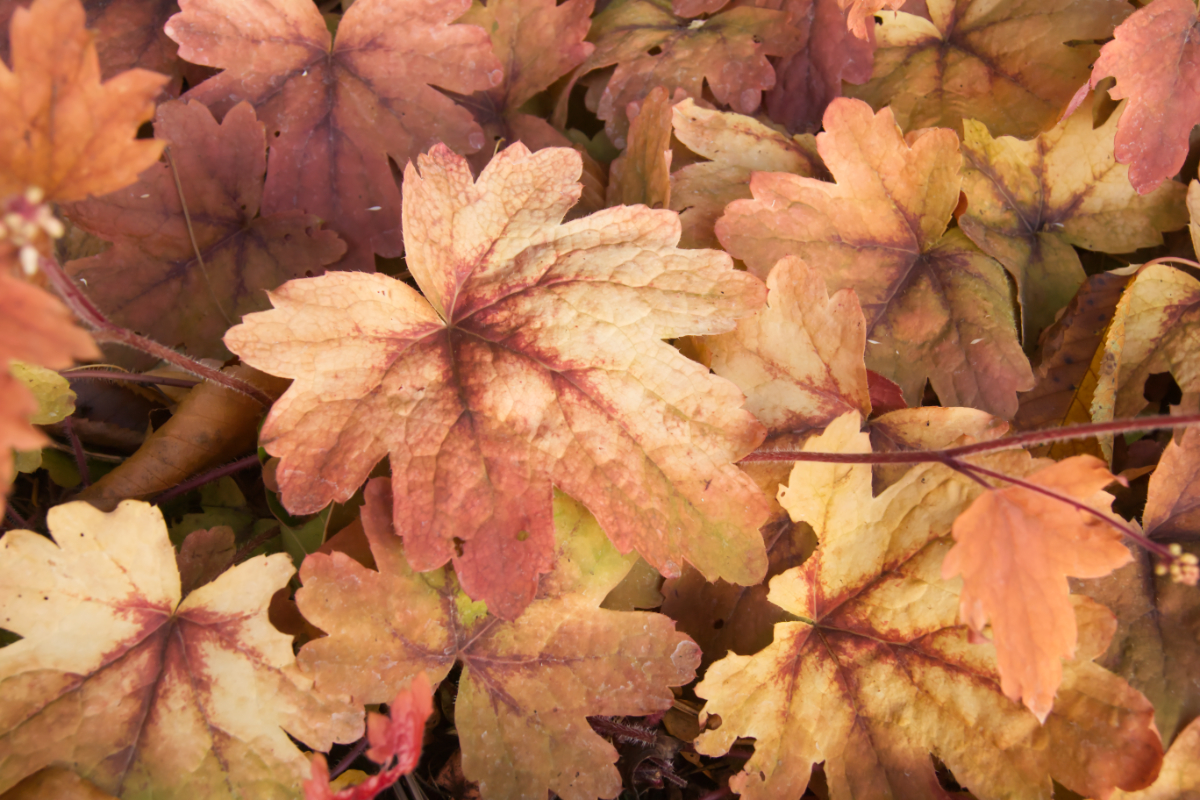 Heucherella Hybride 'Sweet Tea'