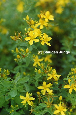 Hypericum perforatum - Echtes Johanniskraut, Tüpfel-Johanniskraut