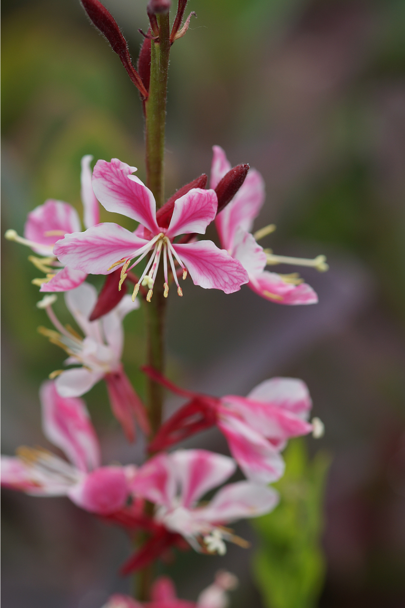 Gaura lindheimeri 'Siskiyou Pink'