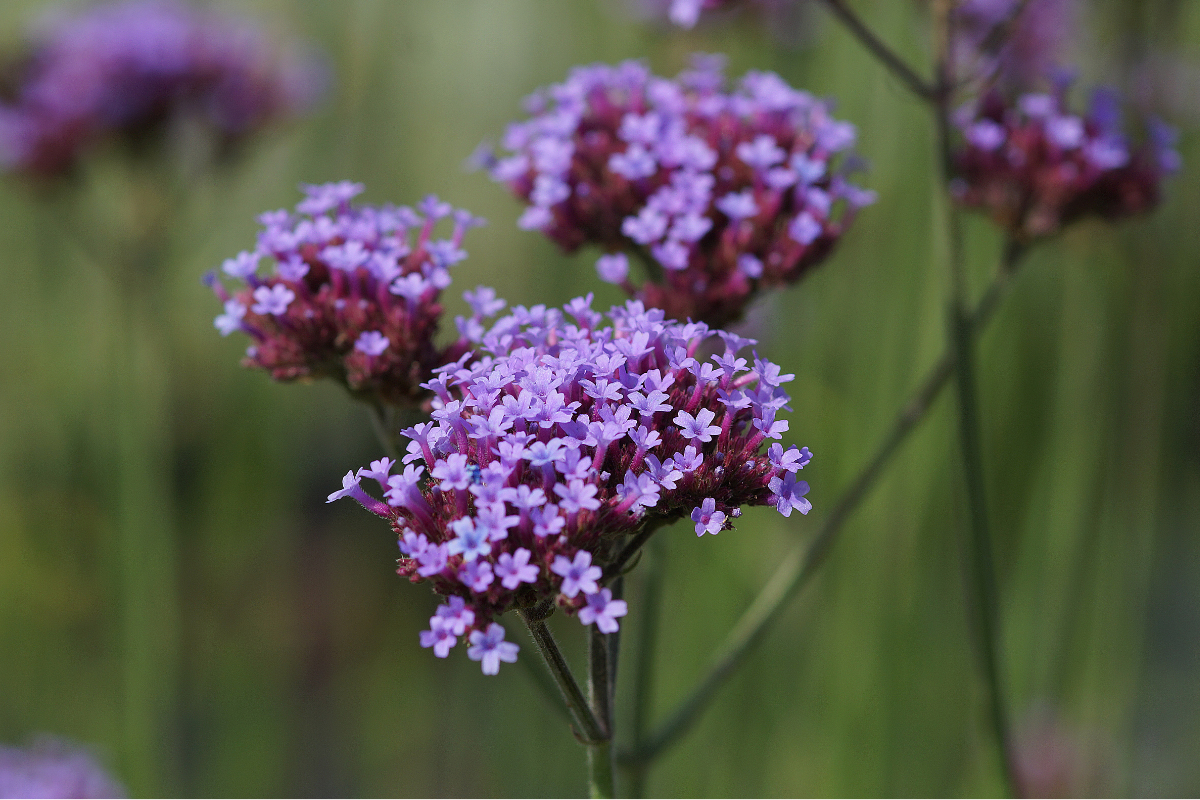 Verbena bonariensis