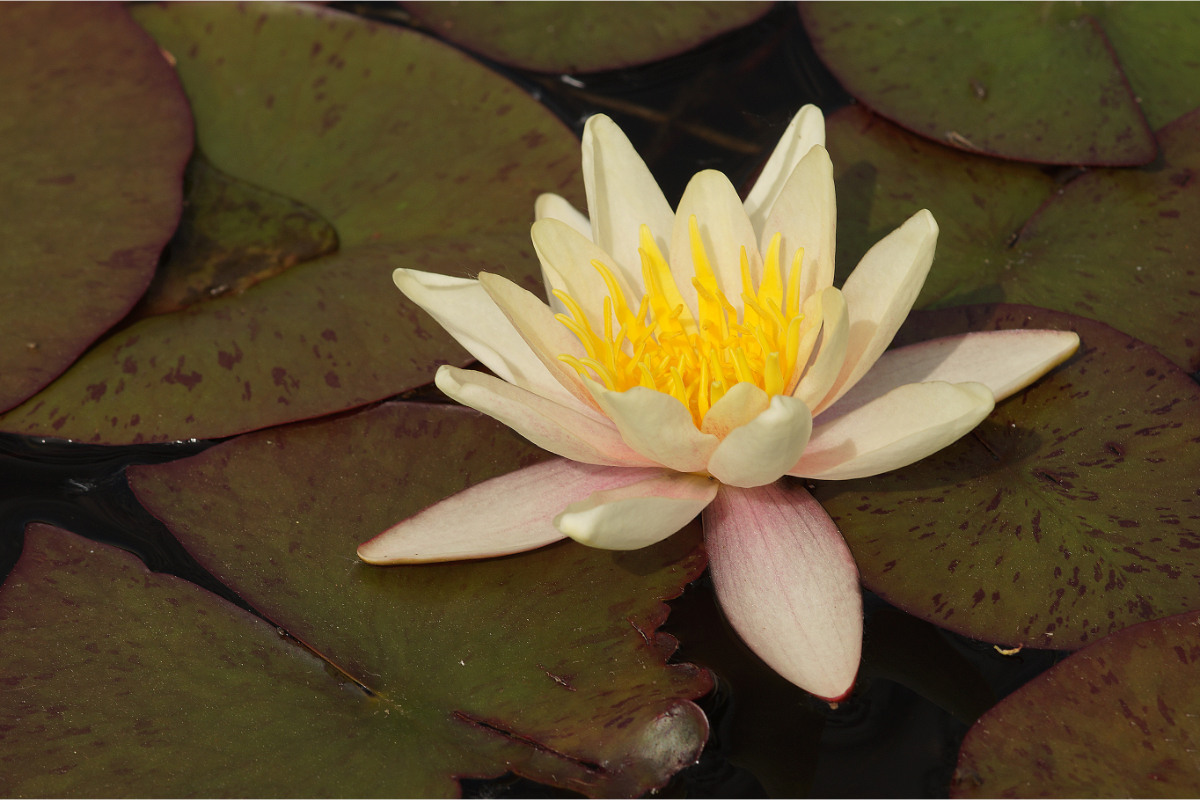 Nymphaea Hybride 'Paul Hariot' - Seerose