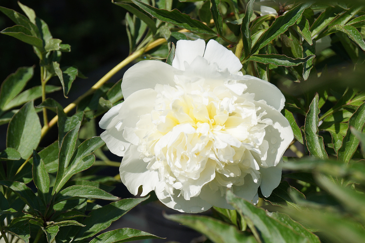 Paeonia Lactiflora-Hybr. 'Duchesse de Nemours'