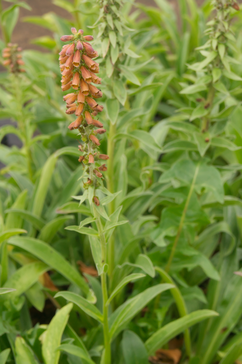 Digitalis parviflora - Kleinblütiger Fingerhut