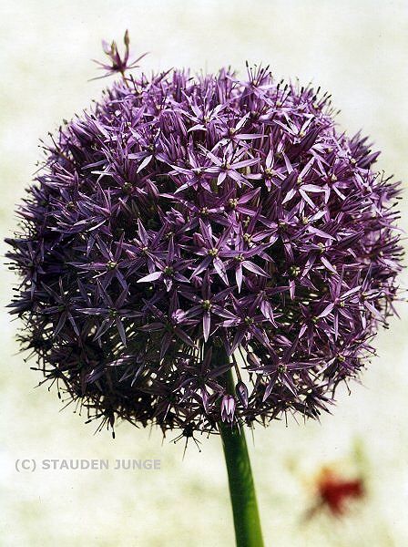 Allium Hybride 'Globemaster'