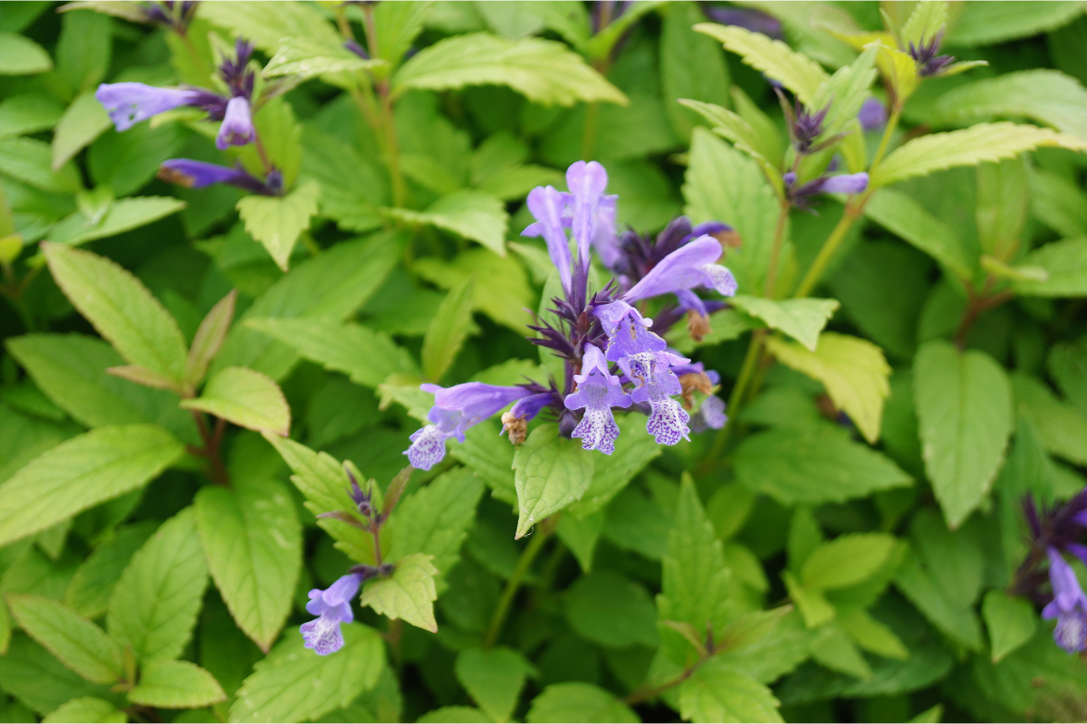 Nepeta kubanica