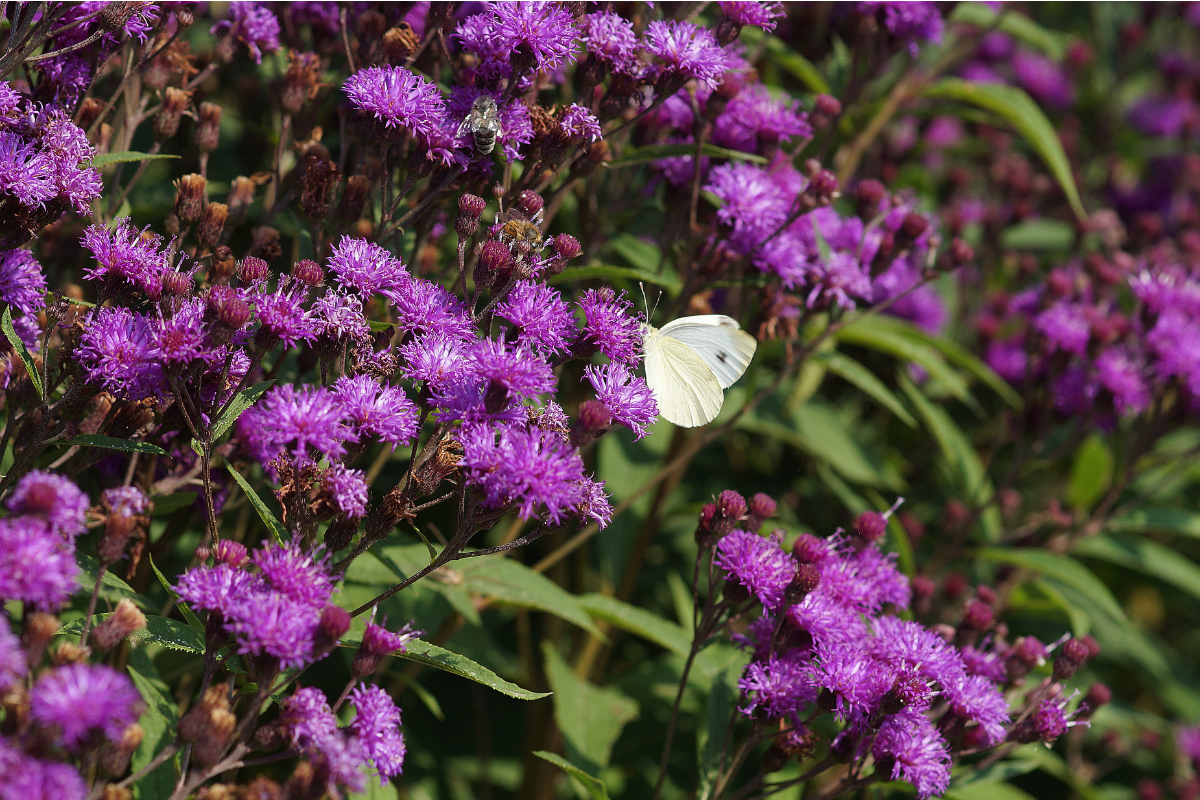 Vernonia crinita 'Mammuth'