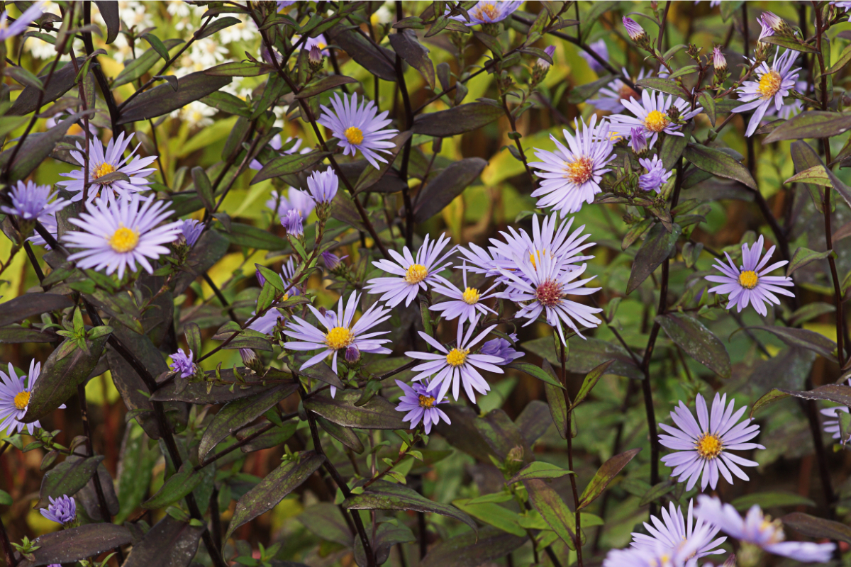 Aster laevis 'Calliope'