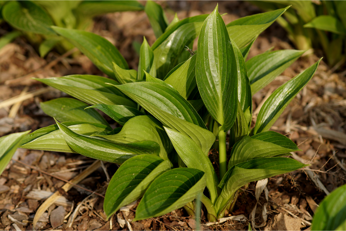 Hosta Hybride 'Devon Green' - Funkie