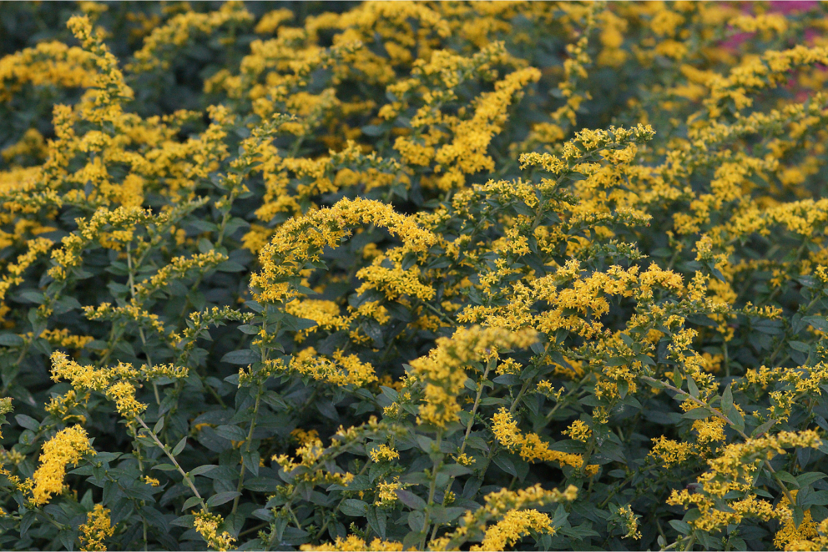 Solidago rugosa 'Fireworks'