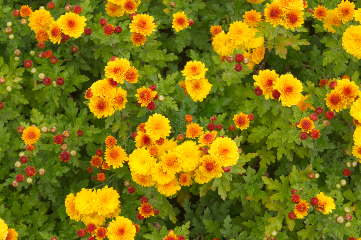 Chrysanthemum x hortorum 'Bienchen'