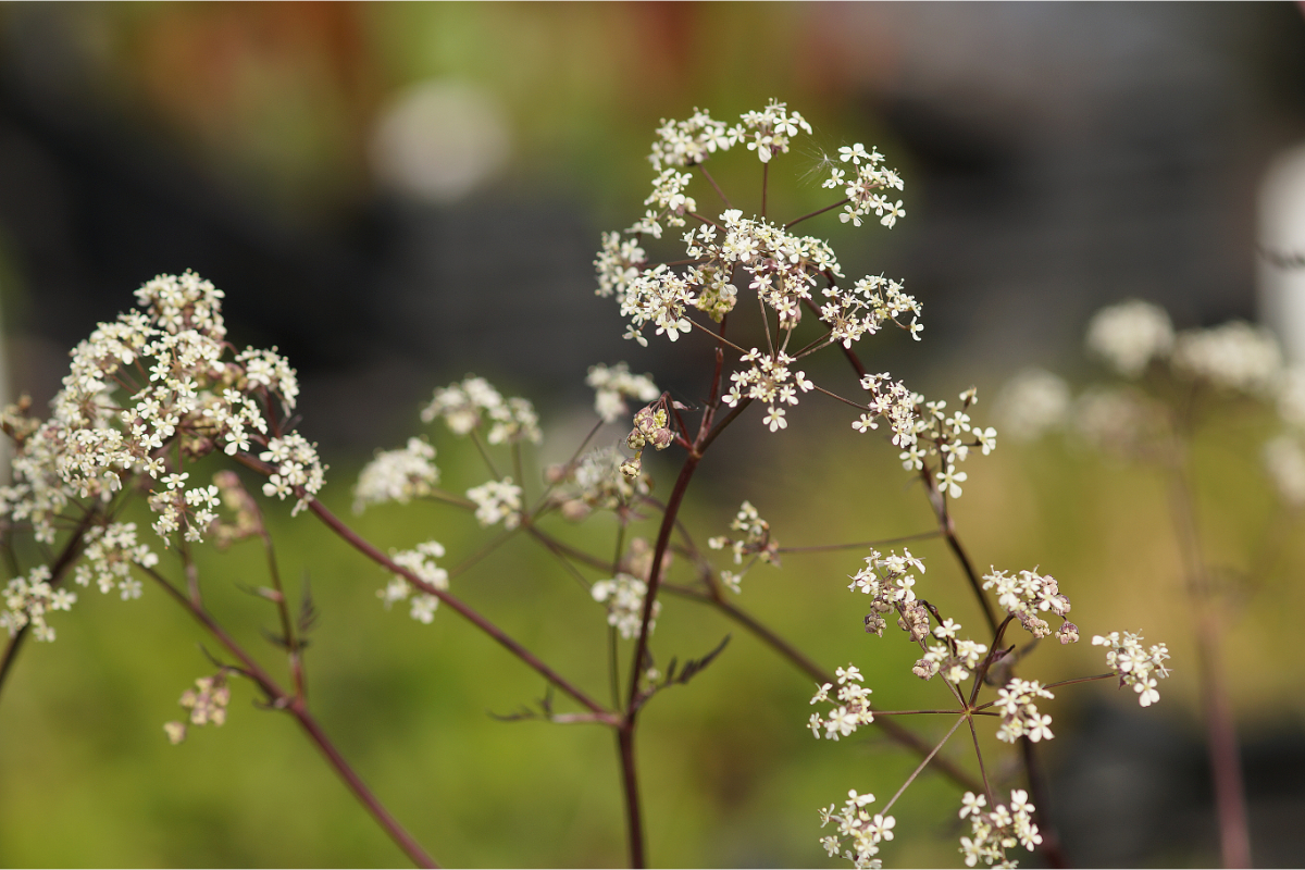 Anthriscus sylvestris 'Ravenswing' - Wiesenkerbel