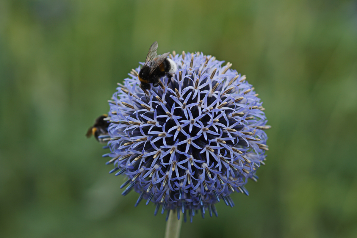 Echinops banaticus 'Taplow Blue'