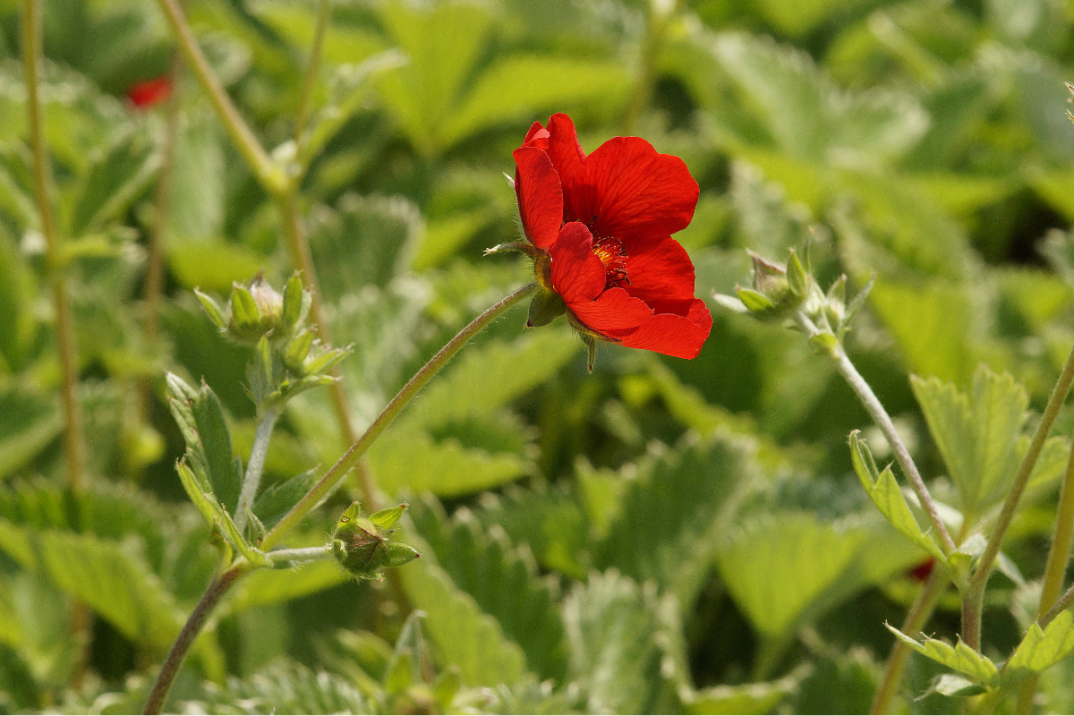 Potentilla atrosanguinea