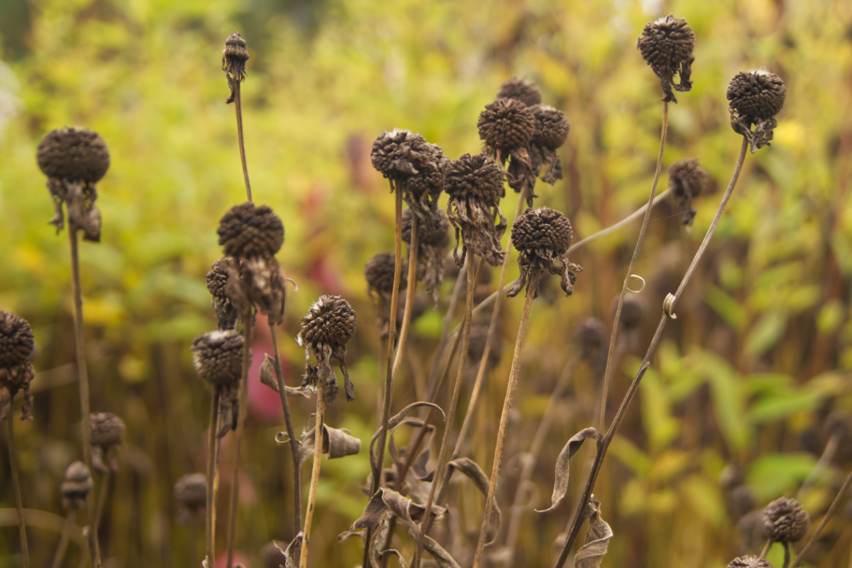 Helenium Hybride 'Waltraud'