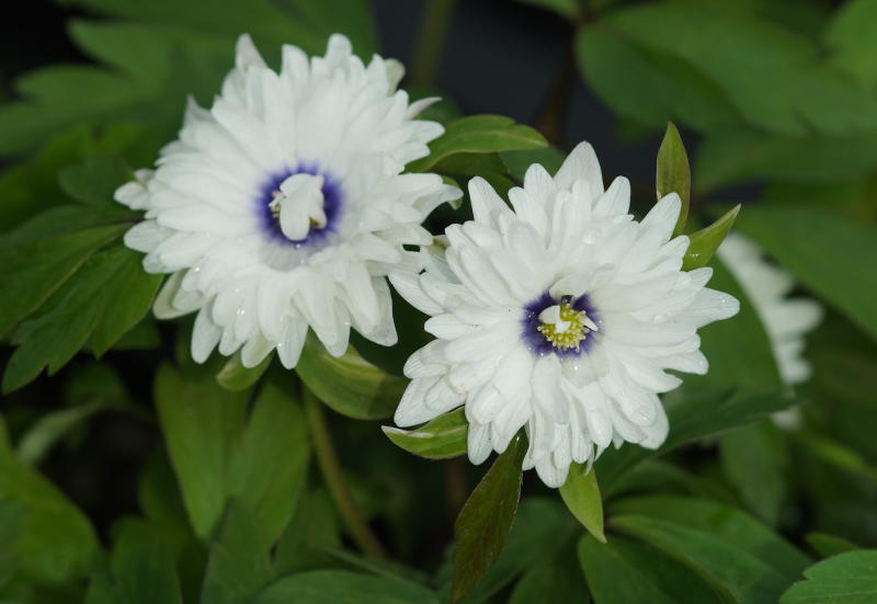 Anemone nemorosa 'Blue Eyes'