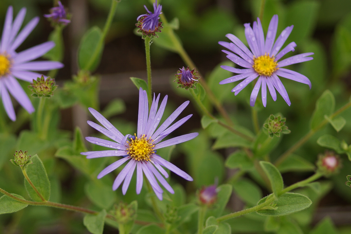 Aster frikartii 'Wunder von Stäfa' - Sommeraster