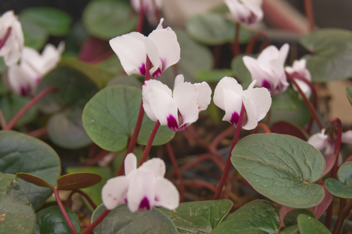 Cyclamen coum 'Album' - Frühlings-Alpenveilchen