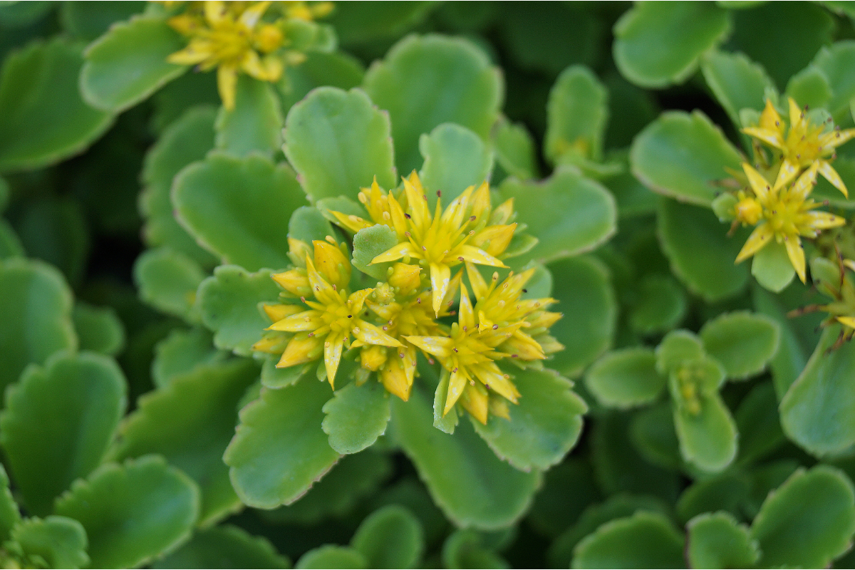 Sedum kamtsch.ellacombianum