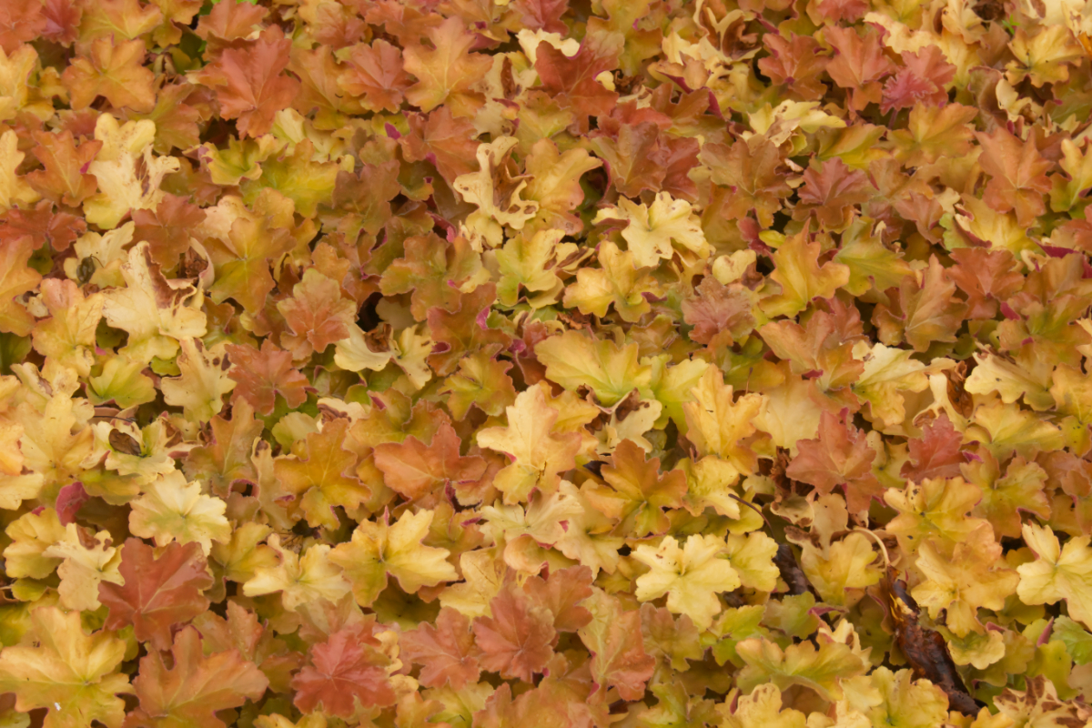 Heuchera villosa 'Caramel' (R)