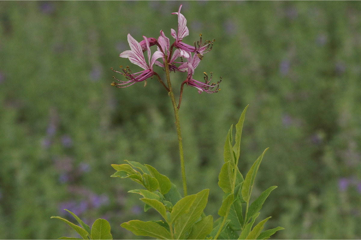 Dictamnus albus