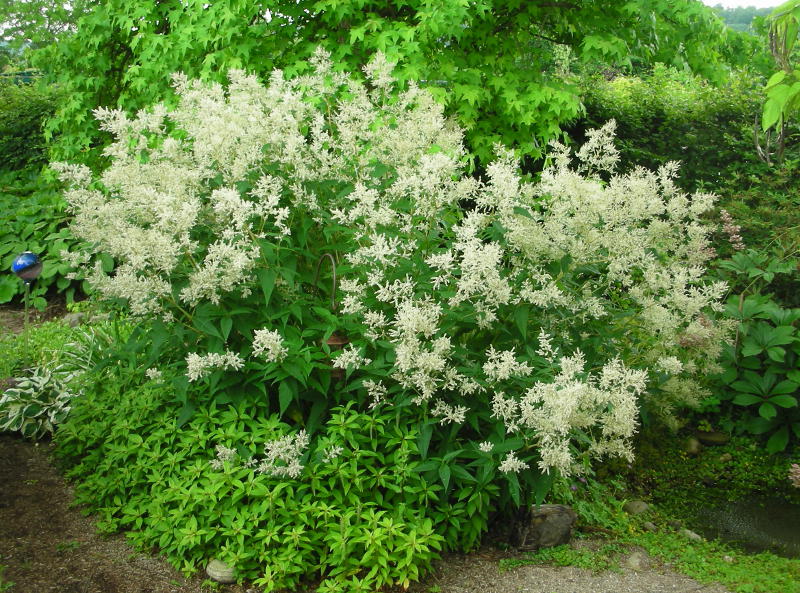 Aconogonon speciosum 'Johanniswolke' - Knöterich