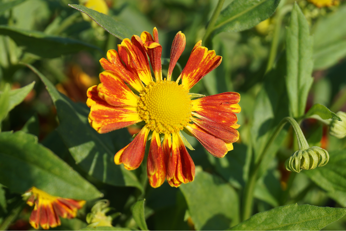 Helenium Hybride 'Nella'