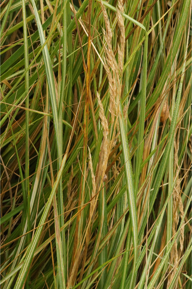 Calamagrostis x acutiflora 'Avalanche' - Reitgras