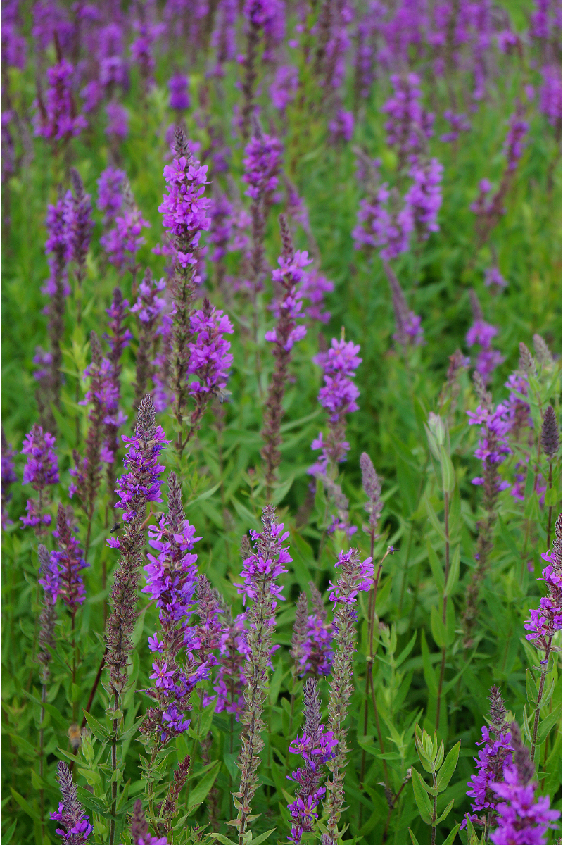 Lythrum salicaria