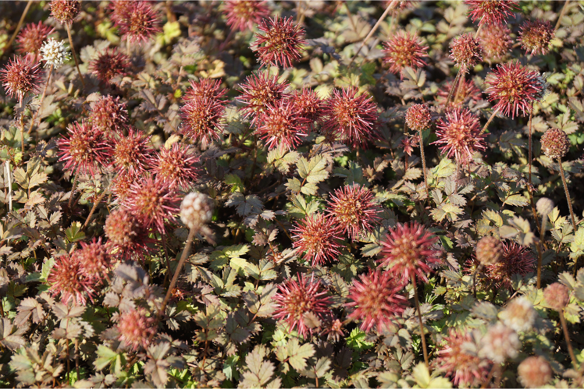 Acaena microphylla 'Kupferteppich'