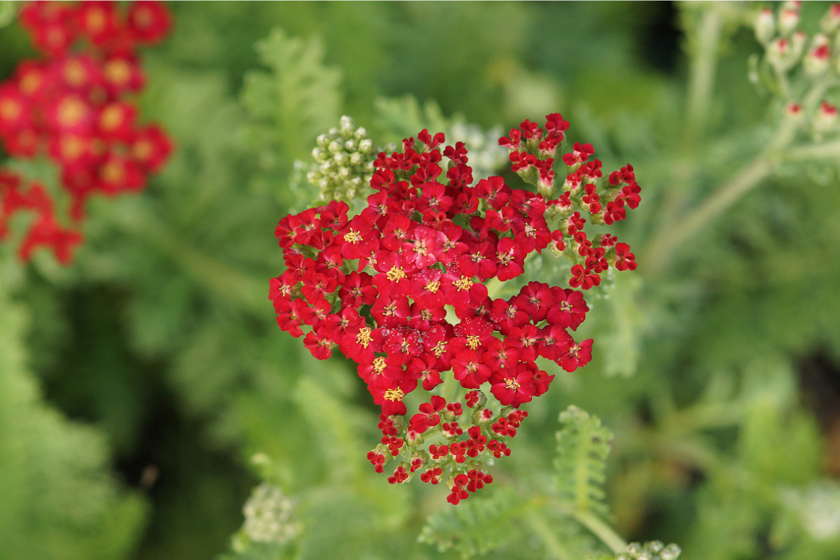 Achillea Millefolium-Hybr. 'Paprika'