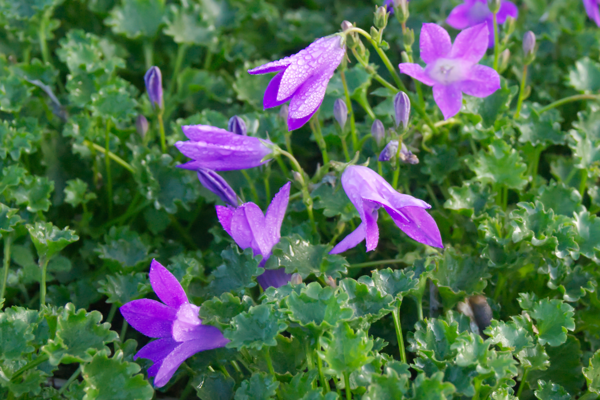 Campanula portenschlagiana 'Birch'