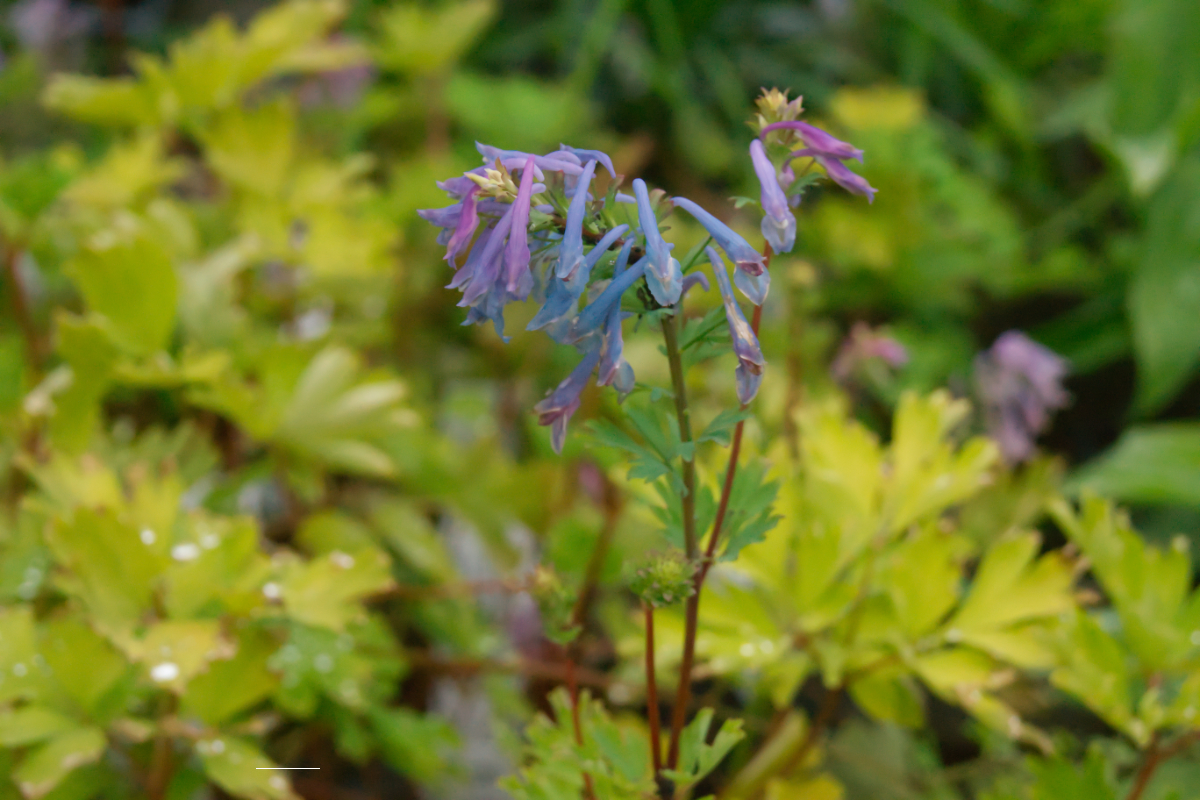 Corydalis elata 'Spinners'