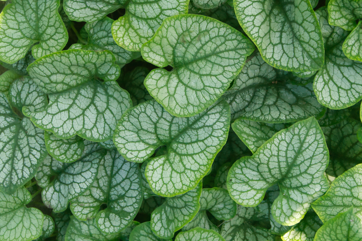 Brunnera macrophylla 'Mr.Morse' (R)