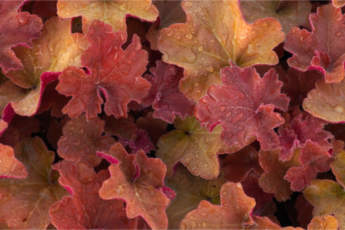 Heuchera villosa 'Caramel' (R) - Purpurglöckchen